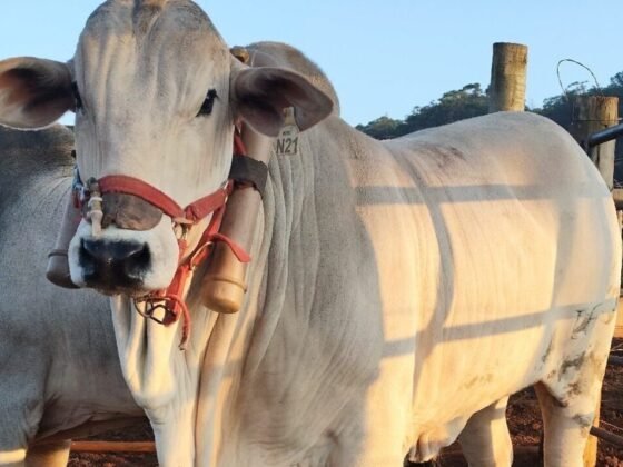 Pesquisa da UFLA Revela o Potencial da Integração entre as Cadeias de Leite e Carne em Minas Gerais