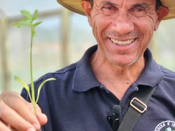 Enxertia em tomates revoluciona produção e reduz uso de defensivos no campo