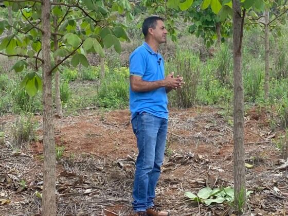 Pesquisa da UFLA Investe no Potencial de Espécies Nativas para Desafiar a Hegemonia do Eucalipto e Pinus