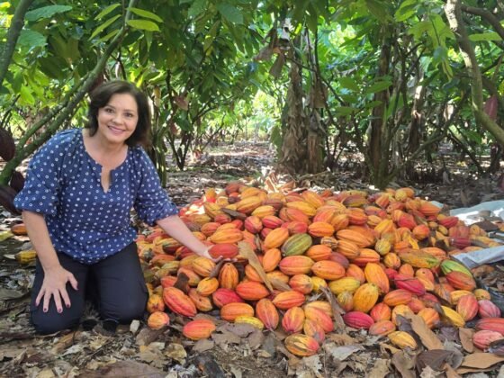 Quem diria que o Norte de Minas poderia se tornar território do cacau?
