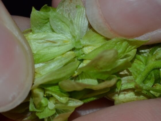 Do laboratório ao campo: pesquisa da UFLA investiga caminhos para produzir lúpulo no Brasil